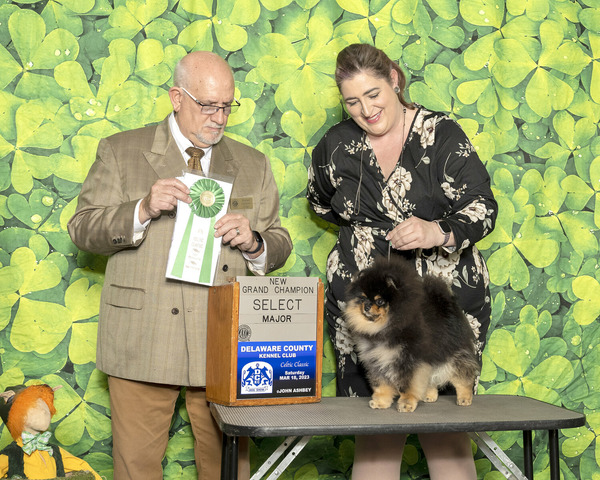GCH CH Charm City's Love & Money (Eddie)