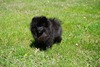 Tiny Tots Talk Of The Town (KiKi)